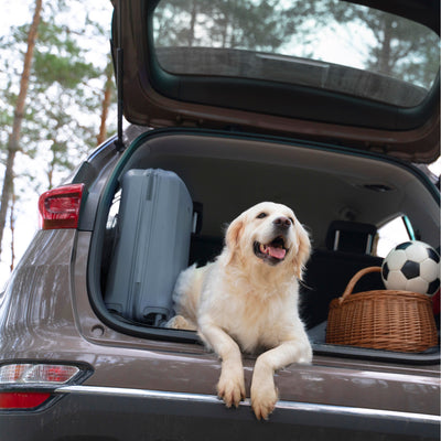 How to Travel With Your Dog! (written by pet parents)
