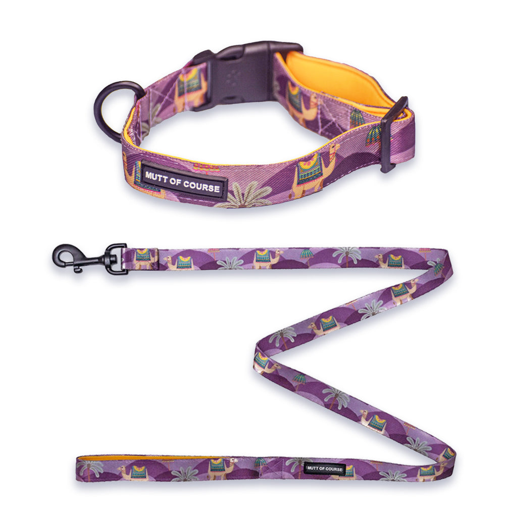 Royal Indian Camel Collar + Leash Set