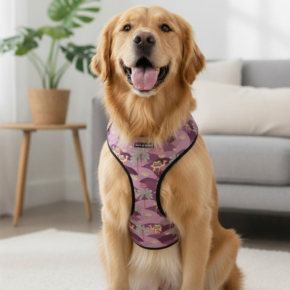 Royal Indian Camel Vest Harness