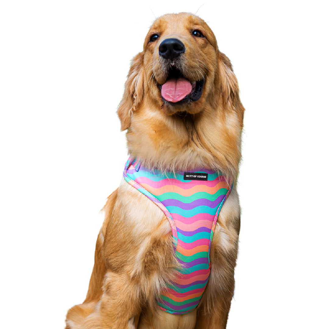 Rainbow hot sale dog harness