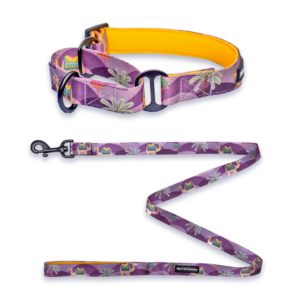 Royal Indian Camel Martingale Collar + Leash Set