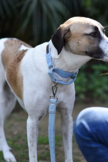 Light Blue Denim - Mutt of Course