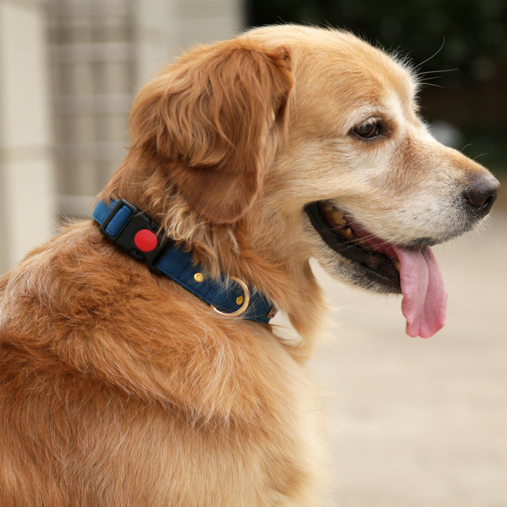 Blueberry Collar (Water Resistant) - Mutt of Course