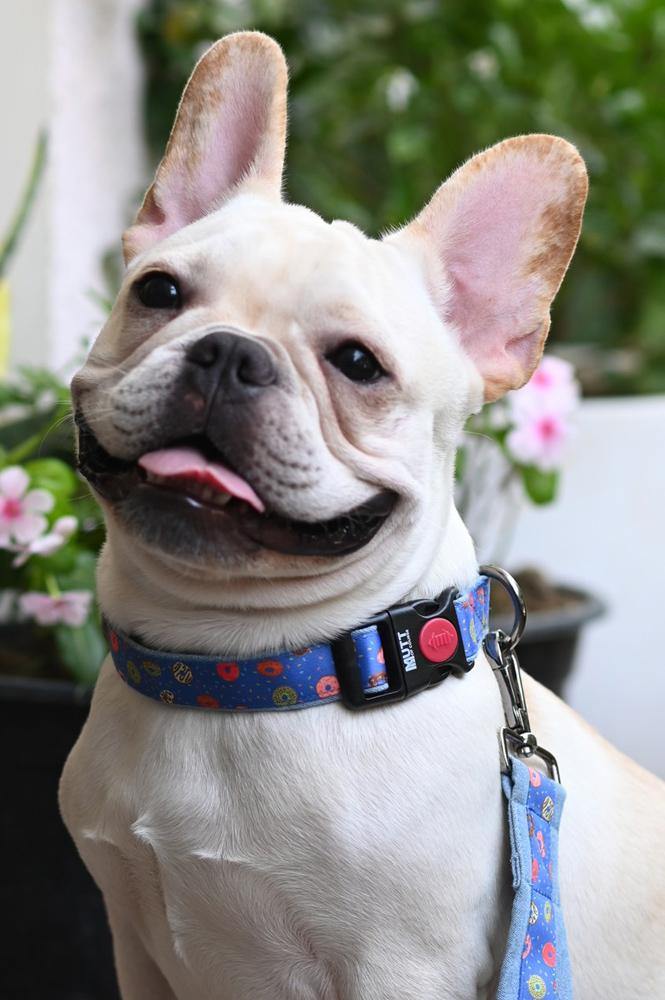 Donuts Denim Collar - Mutt of Course