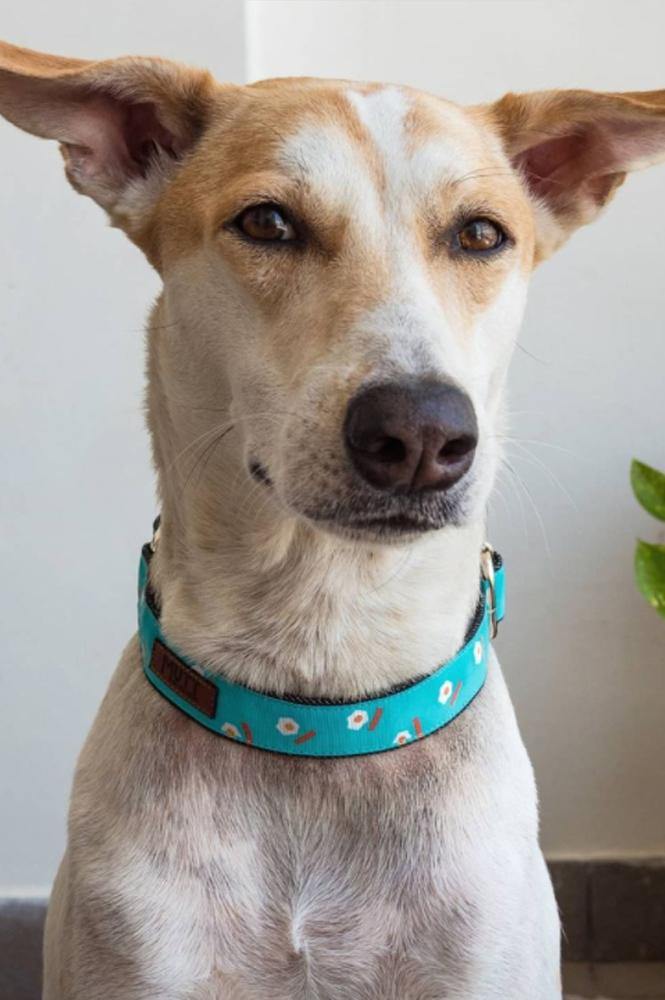 Eggs & Bacon Collar - Mutt of Course