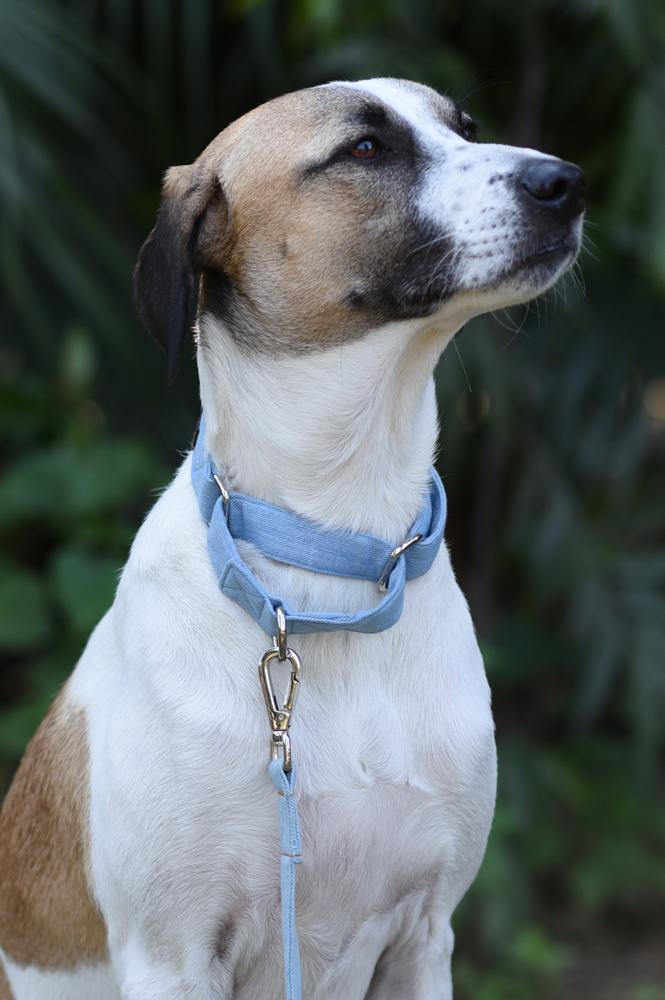 Light Blue Denim - Mutt of Course