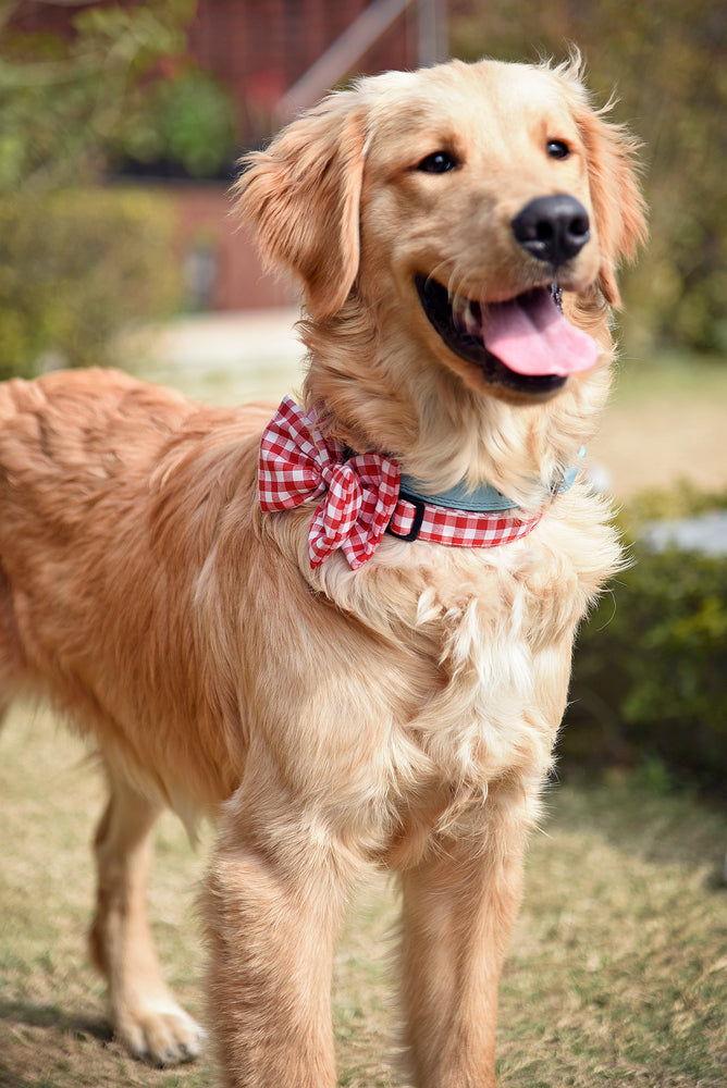 Checkmate Bow Tie - Red