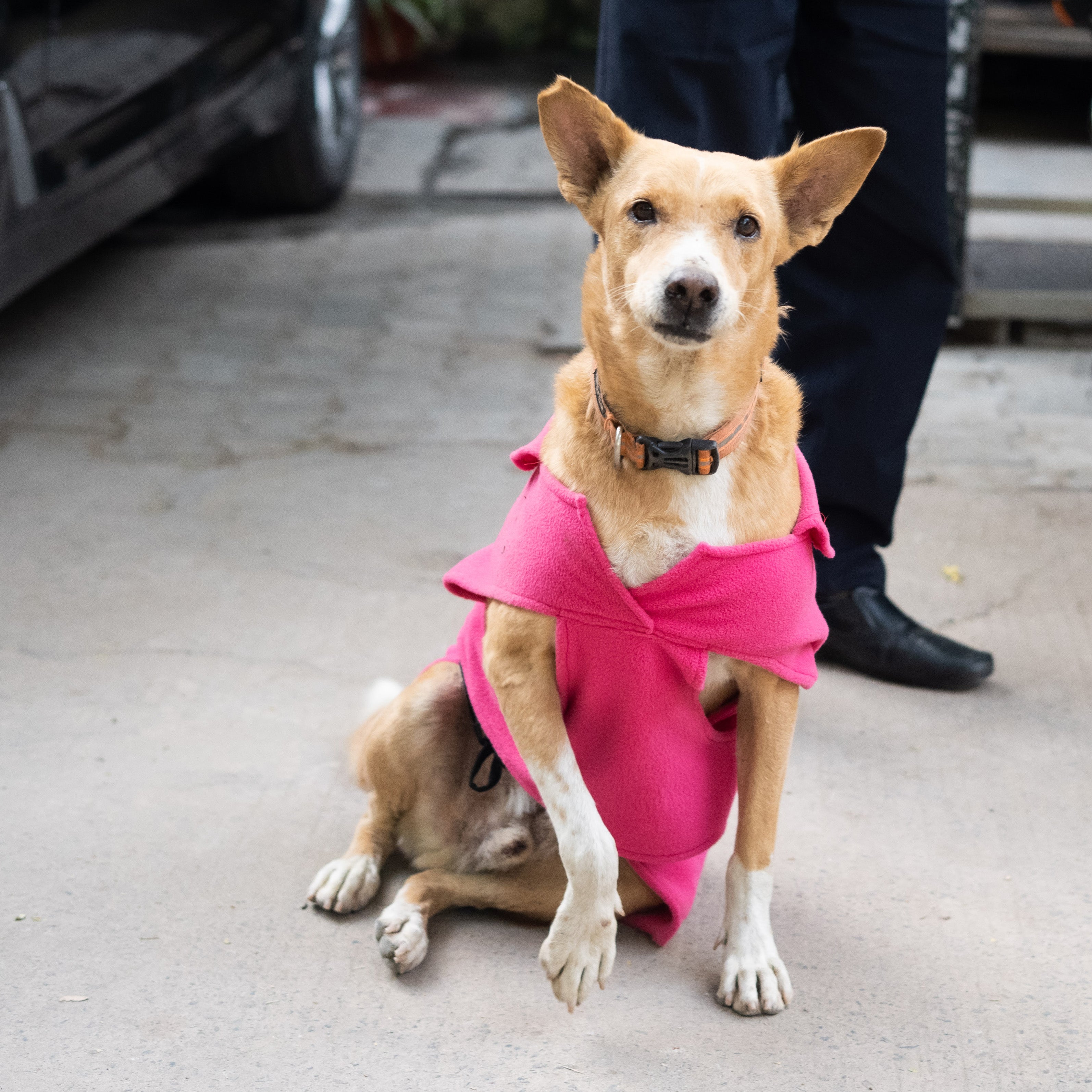 Warm Jacket For Street Dogs Mutt of Course