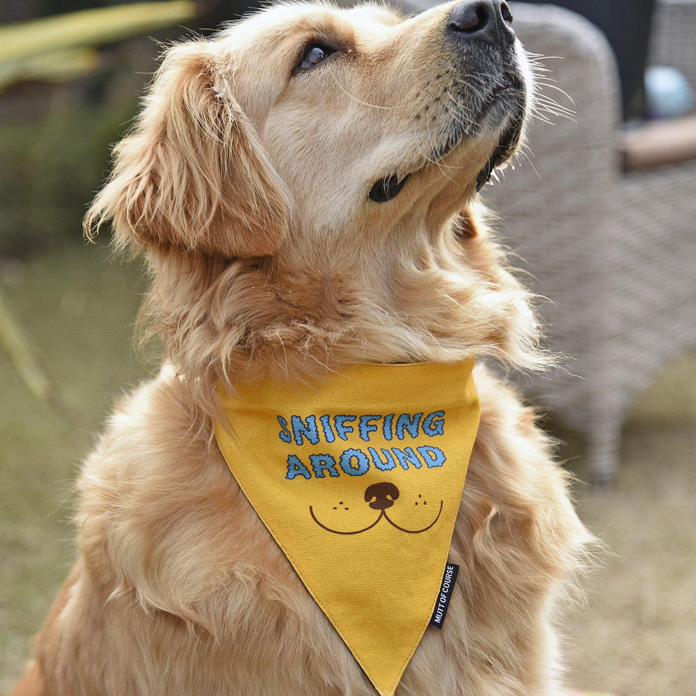 Sniffing Around Bandana - Mutt of Course