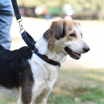 How to Choose the Right Dog Collar and Leash?