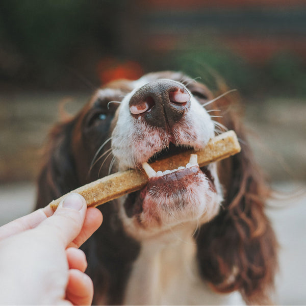 The Best Dog Treats for Training | Mutt of Course