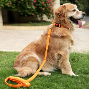 Labrador