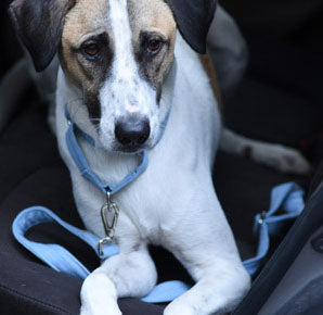 Travel - Mutt of Course
