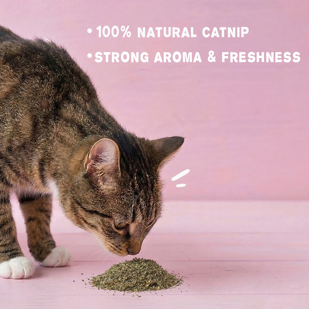 Mutt Of Course – Pure Cat nip