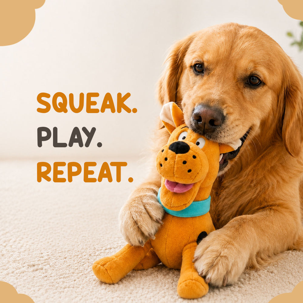 Mr D. Dog Toy