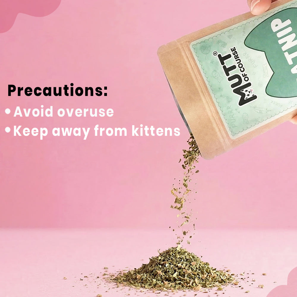 Mutt Of Course – Pure Cat nip