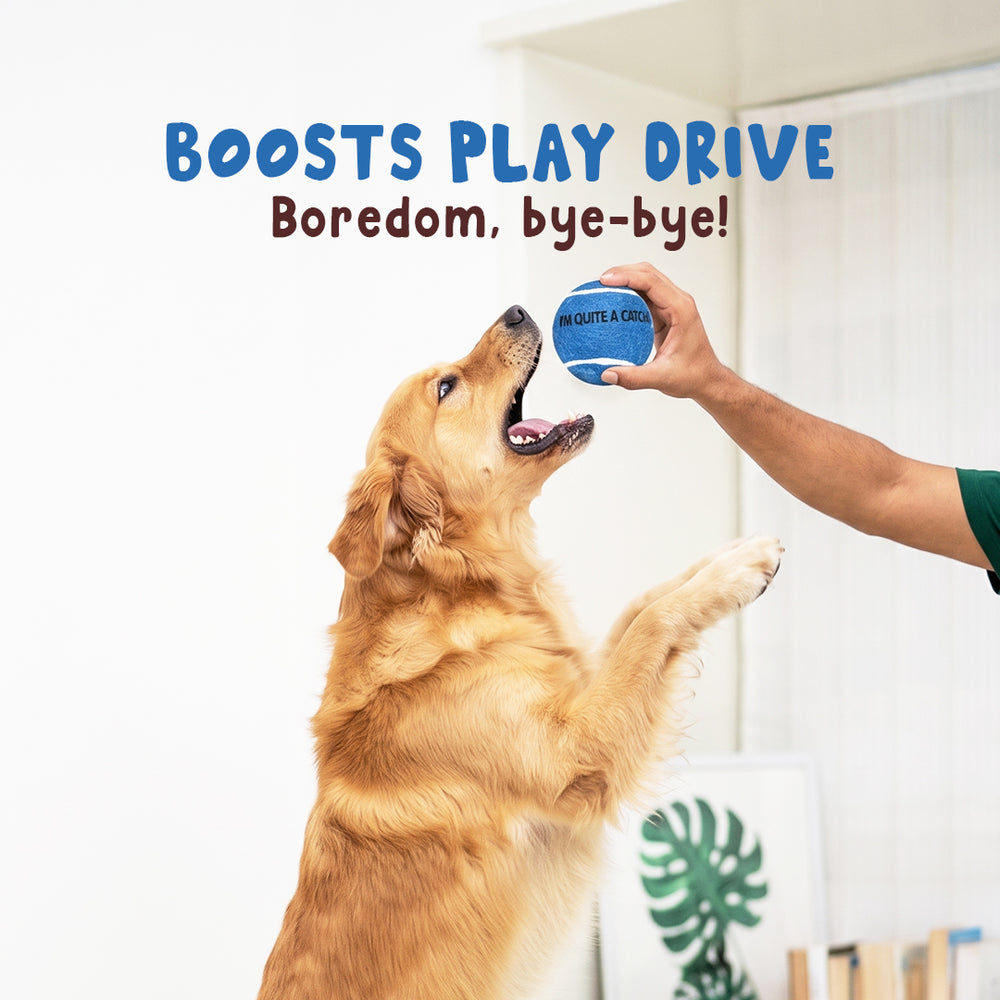 Squeaky Fetch Balls - Set of 2