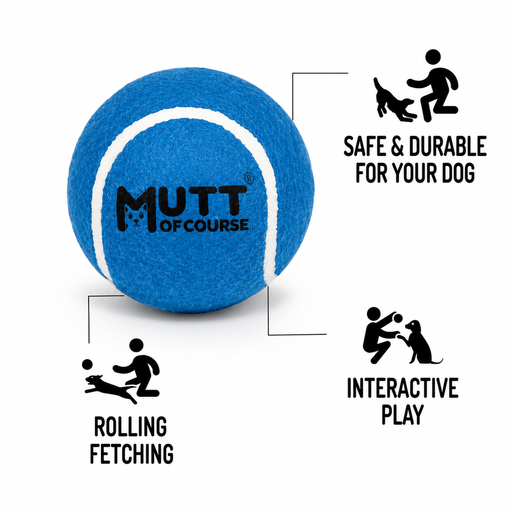 Squeaky Fetch Balls - Set of 2