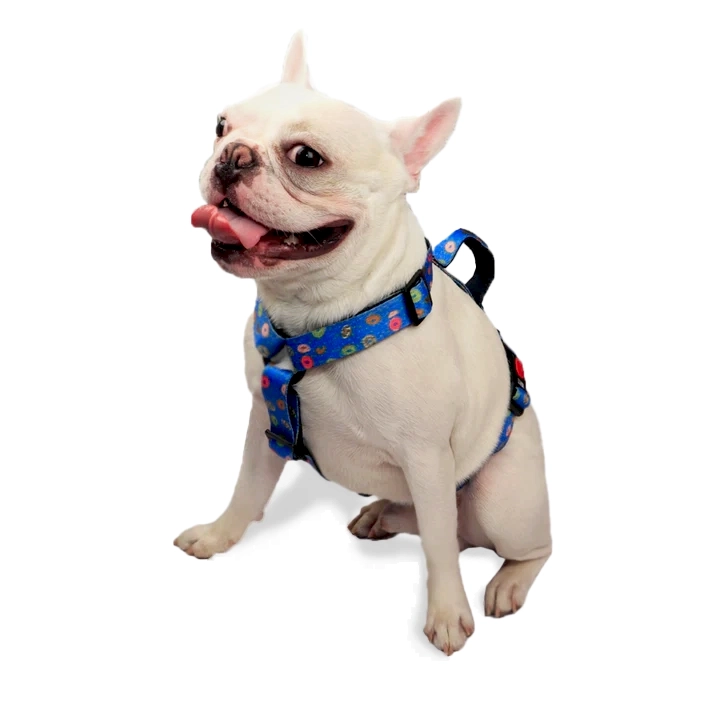 Raining Donuts H Harness