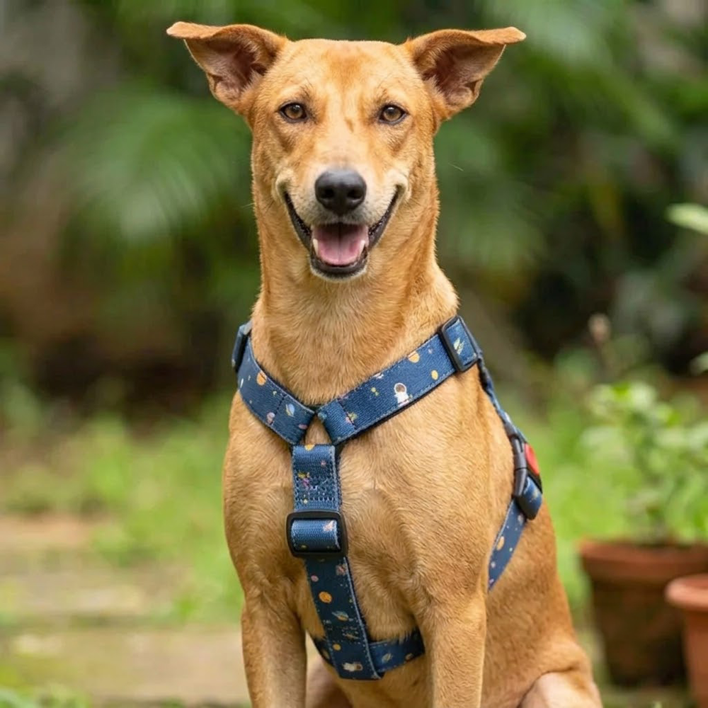 Elon Mutt Denim H Harness