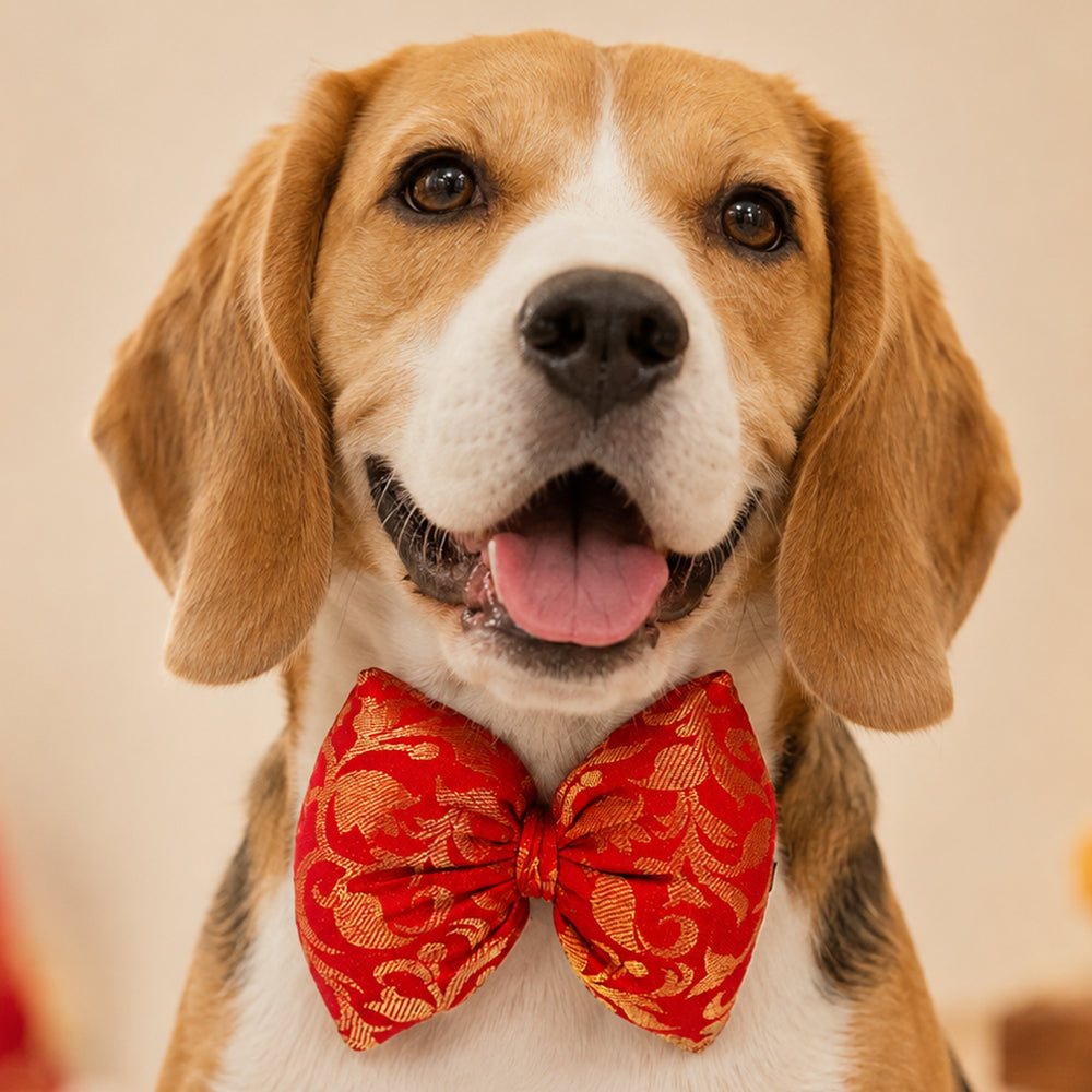 Festive Paw-Tie | Red & Gold Dog Bow Tie | Attachment