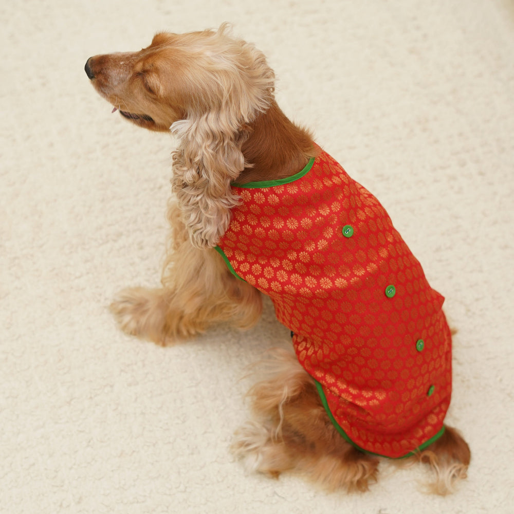 Red Brocade Dog Sherwani