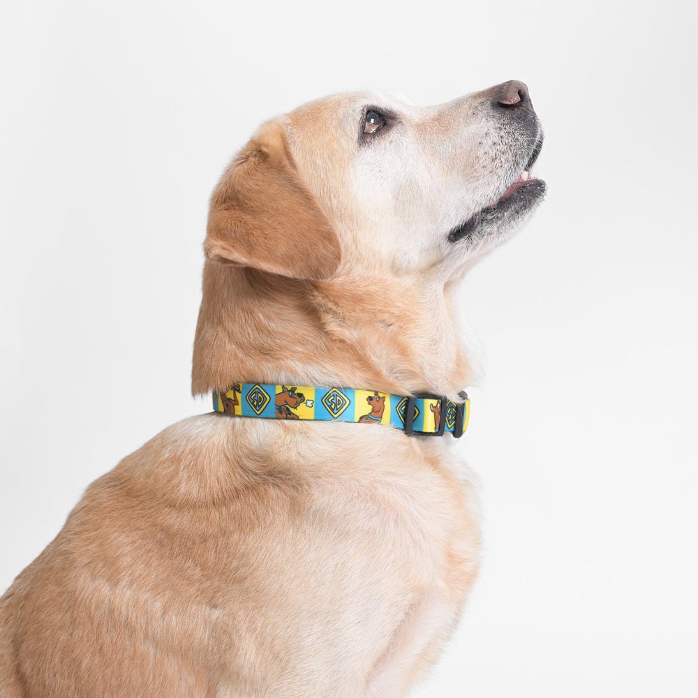 Scooby Doo Dog Collar – Mutt of Course