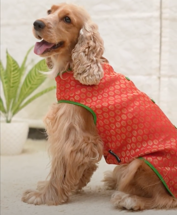 Red Brocade Dog Sherwani