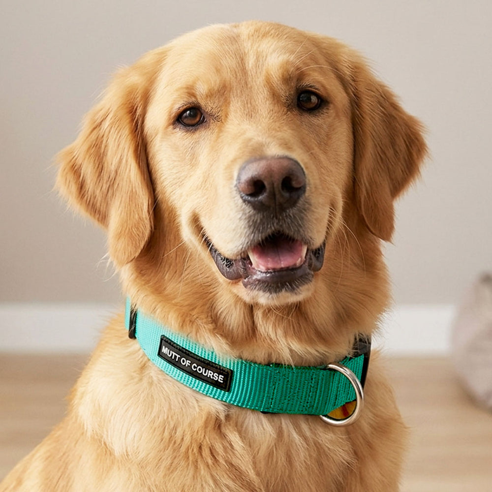 Mutt Of Course Basic Sea Green Dog Collar