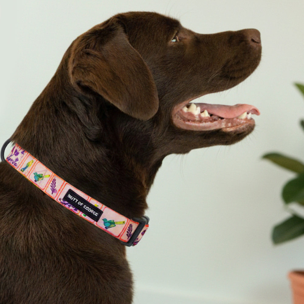 Birdie Collar For Dogs