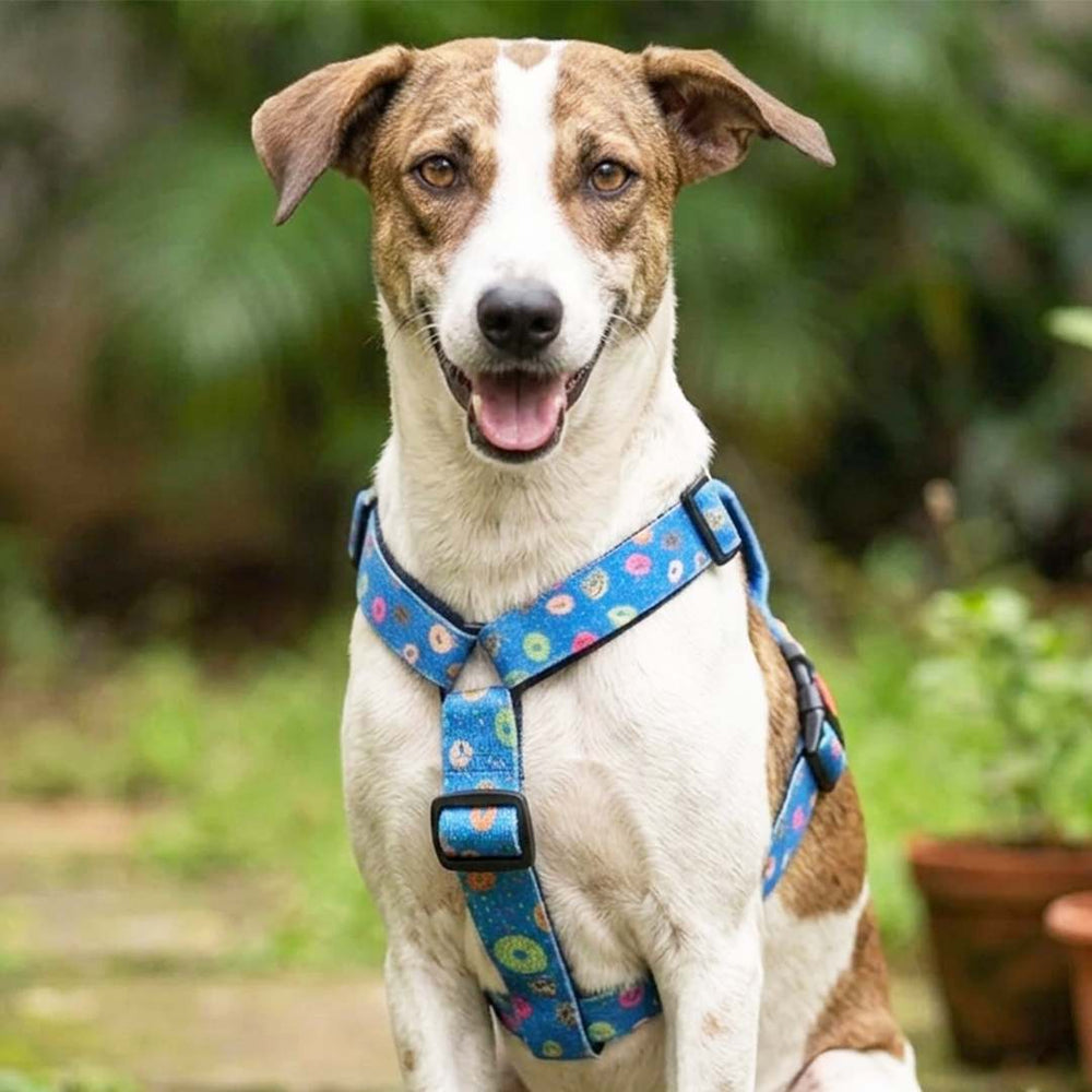 Raining Donuts H Harness