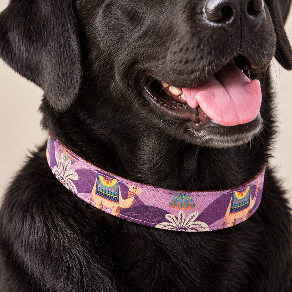Royal Indian Camel Collar For Dogs