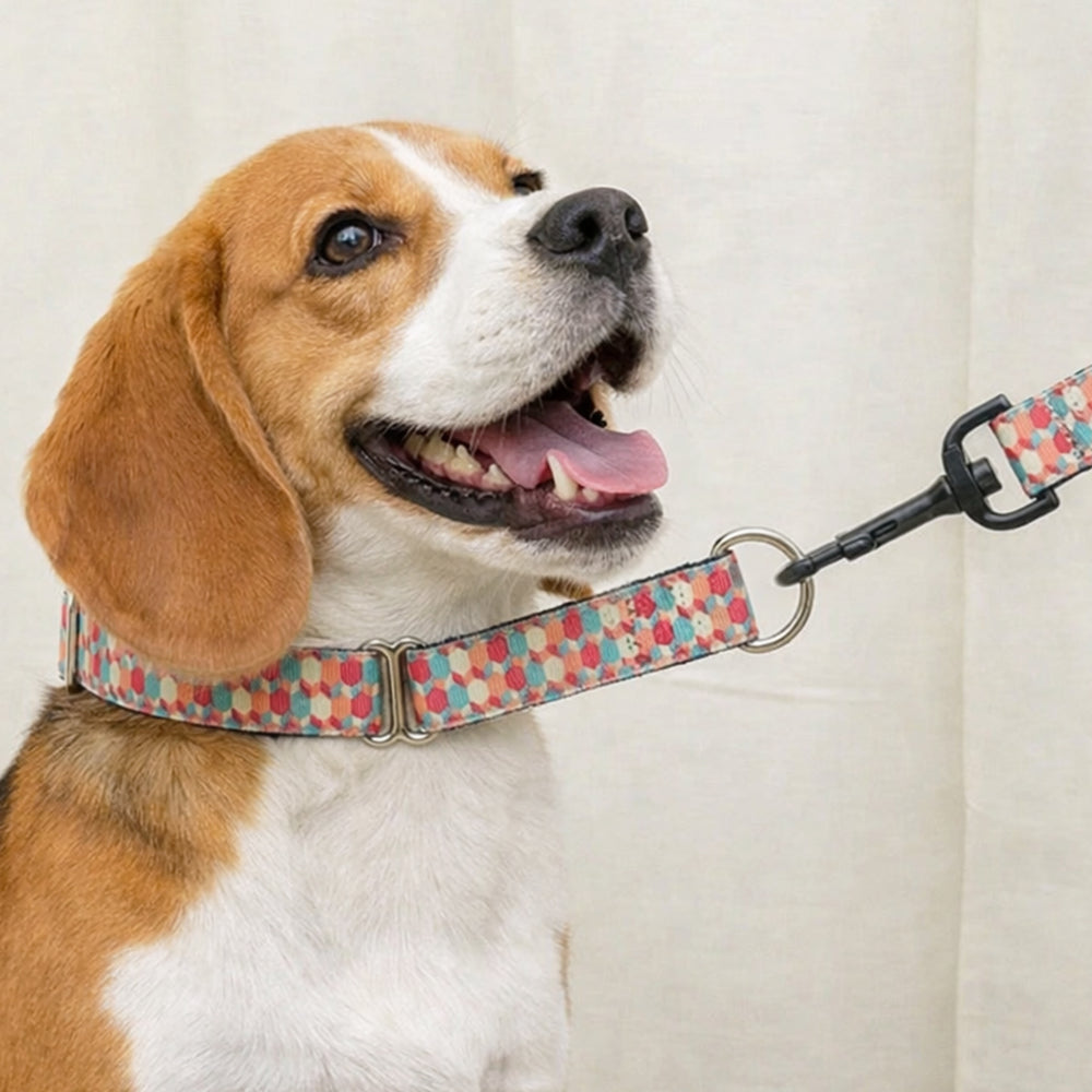 Candy Barrr Martingale Denim Collar