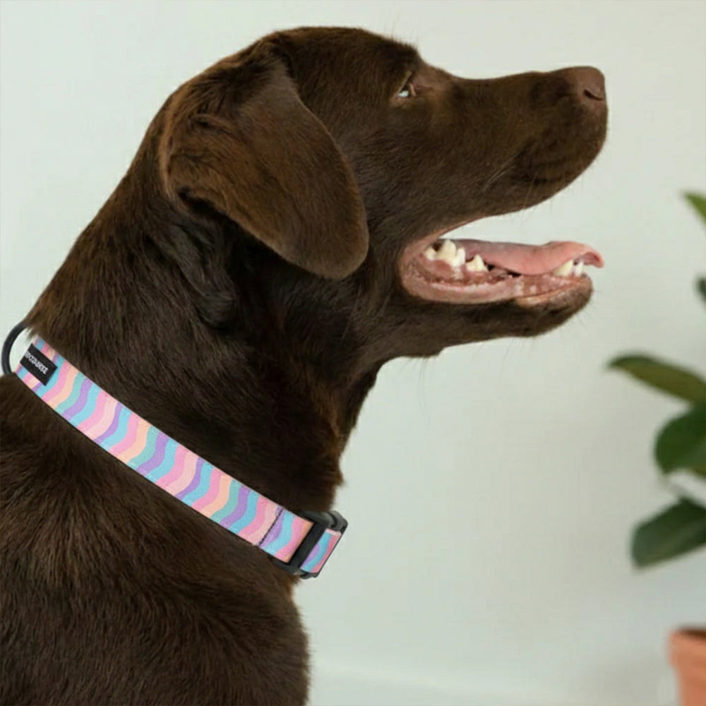 Marshmallow Rainbow Adjustable Collar