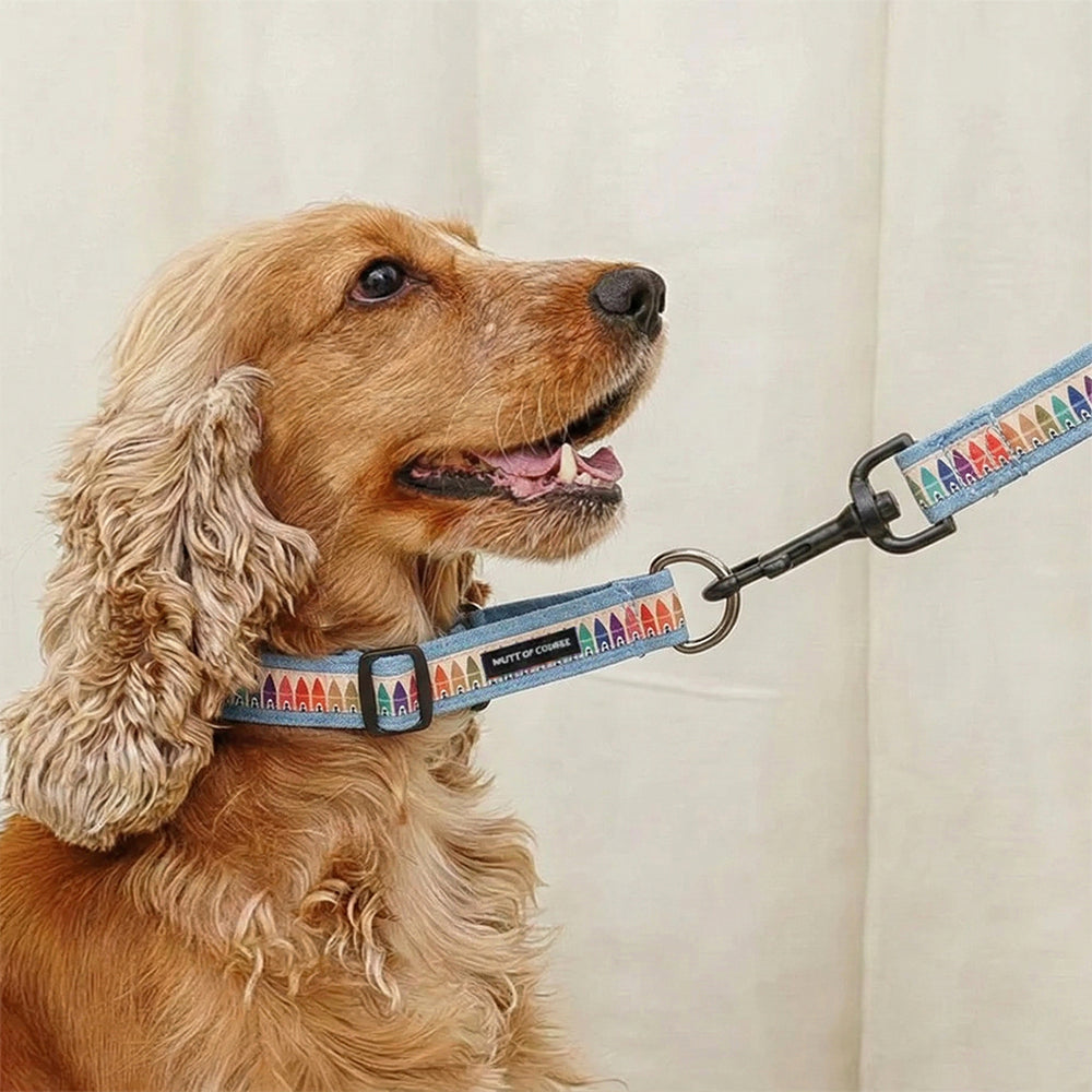Cool School Martingale Denim Collar