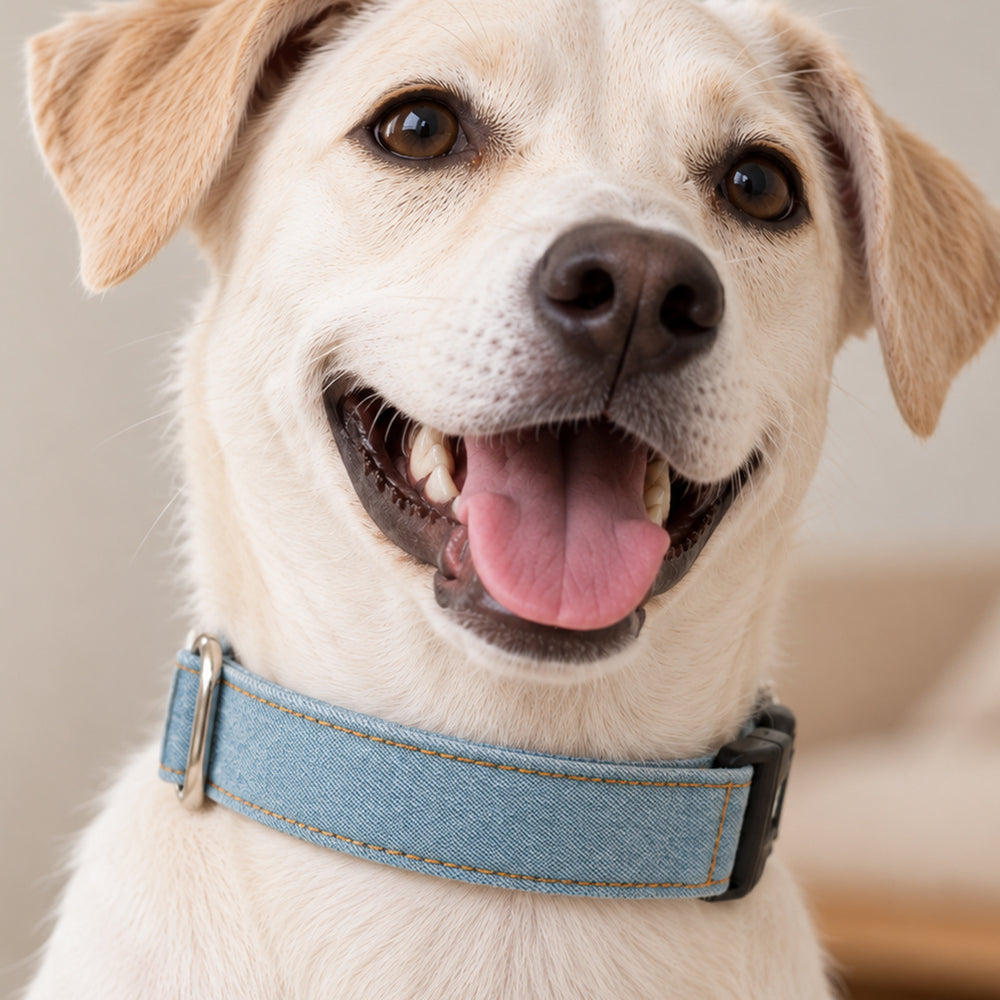 Light Blue Denim Collar