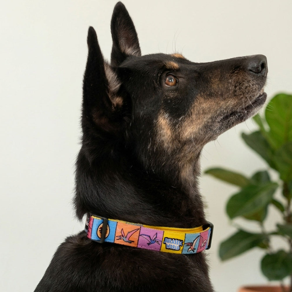 Jurassic Flying Dinos Dog Collar