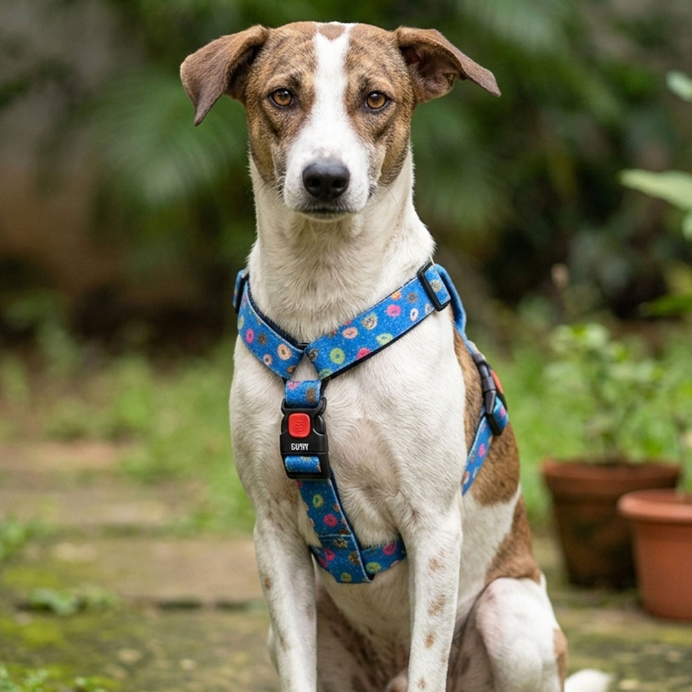 Raining Donuts H Harness