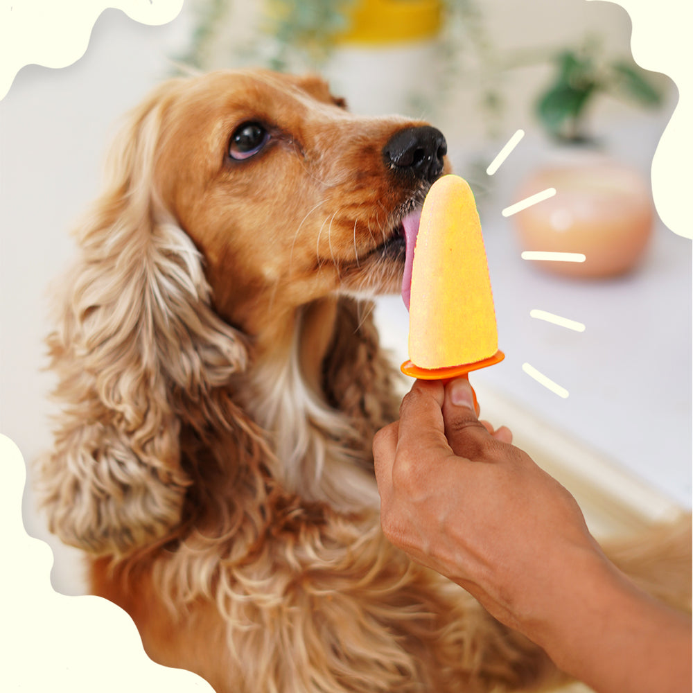 Mango Ice Cream for Cats & Dogs - Premix (Pet Nutritionist Approved)