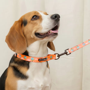 Hot Air Balloon Martingale Collar For Dogs