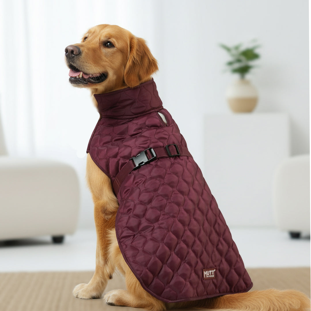 Designer Dog Shirts, T-Shirts, Jackets & Sweater for Dogs