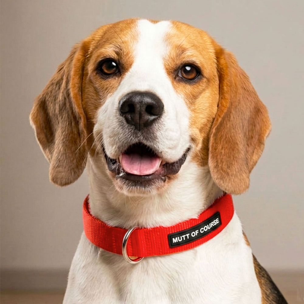 Mutt Of Course Basic Red Dog Collar