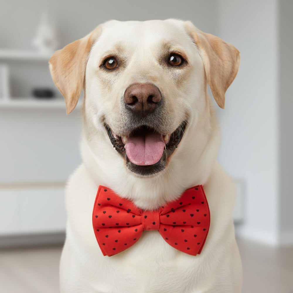 Little Hearts Dog Bow Tie