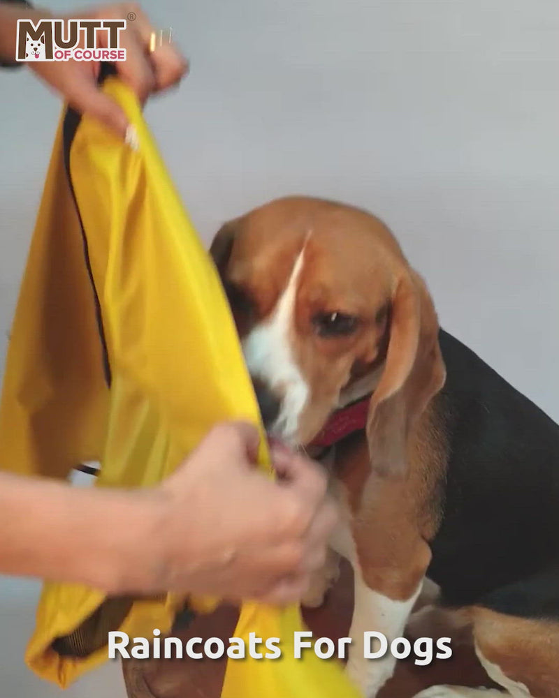 Sky Blue Dog Raincoat