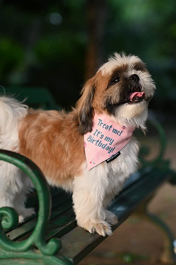 Dog bandanas 2025 near me