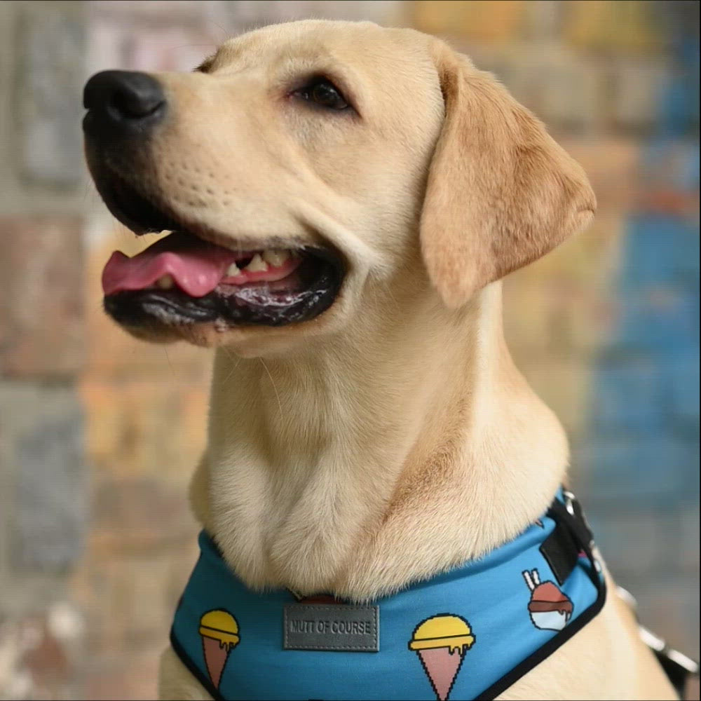 Coral Reef Vest Harness