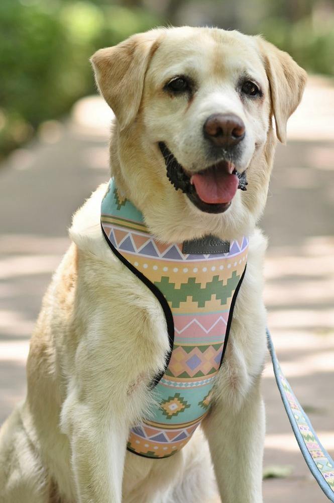 Aztec Harness - Mutt of Course