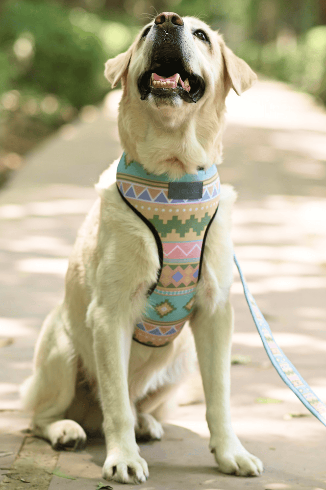 Aztec Harness - Mutt of Course