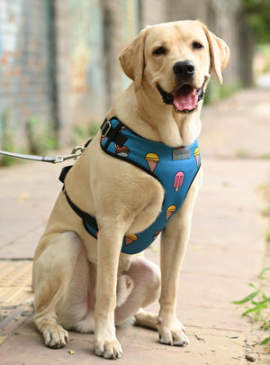 Pupsicle Harness - Mutt of Course