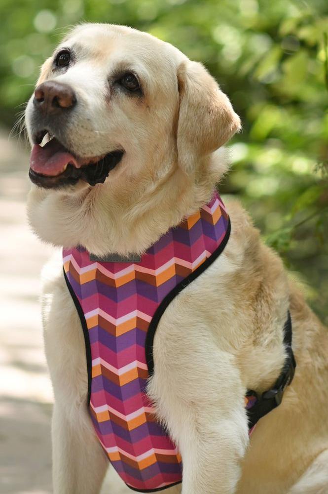 Geometrical Dark Harness - Mutt of Course